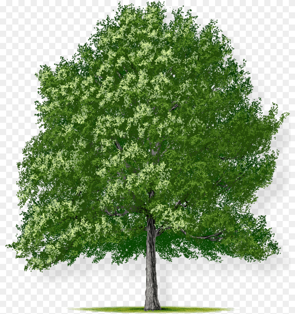 Southern Red Oak, Green, Plant, Sycamore, Tree Free Png