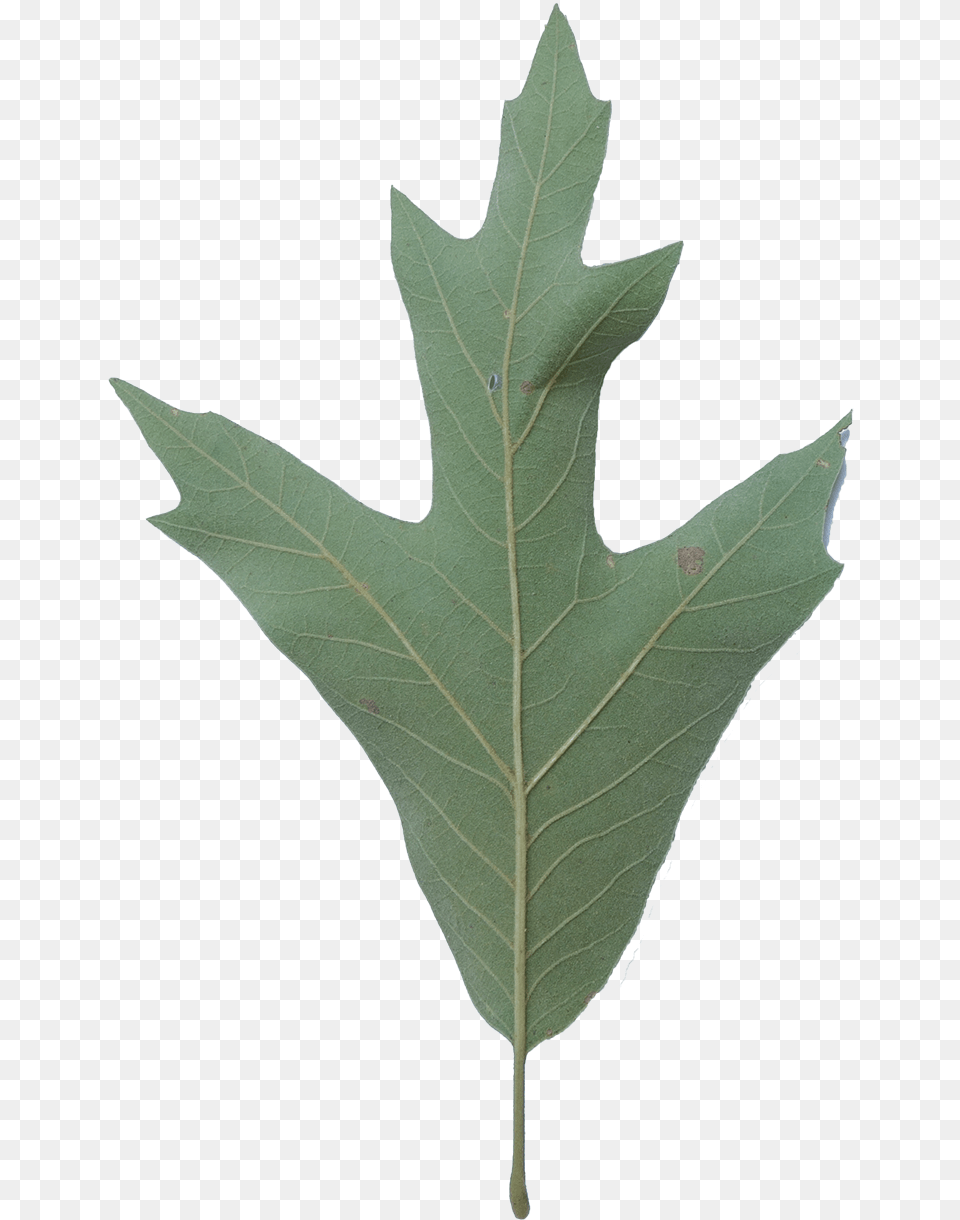 Southern Red Oak Tree Leaf, Plant Png Image