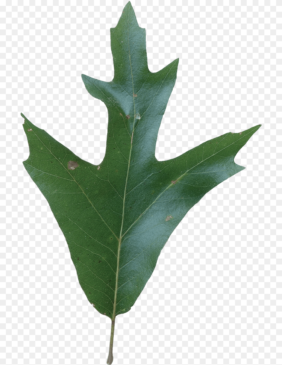 Southern Red Oak Tree Leaves, Leaf, Plant Free Png