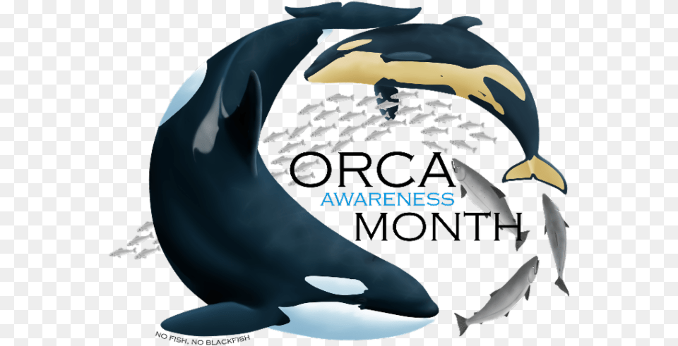 Southern Resident Orca Body, Animal, Sea Life, Mammal, Fish Free Png Download