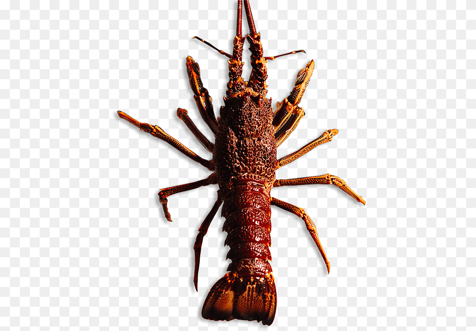 Southern Rock Lobster Australia, Animal, Food, Invertebrate, Sea Life Png Image
