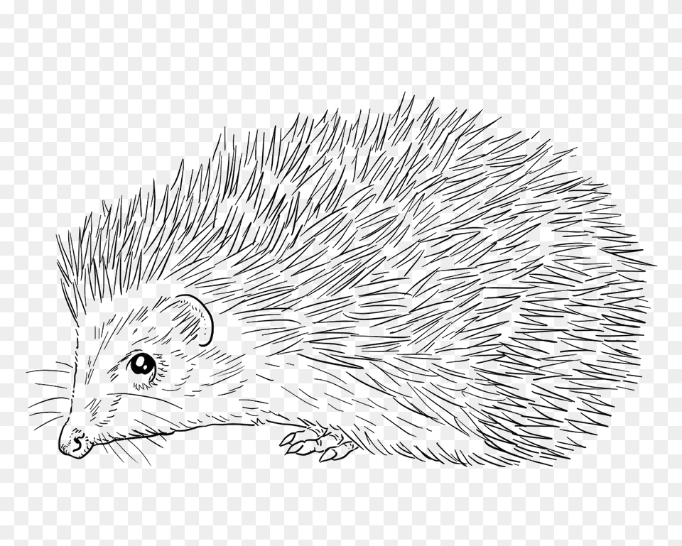 Southern White Breasted Hedgehog Clipart, Animal, Mammal, Porcupine, Rodent Free Png