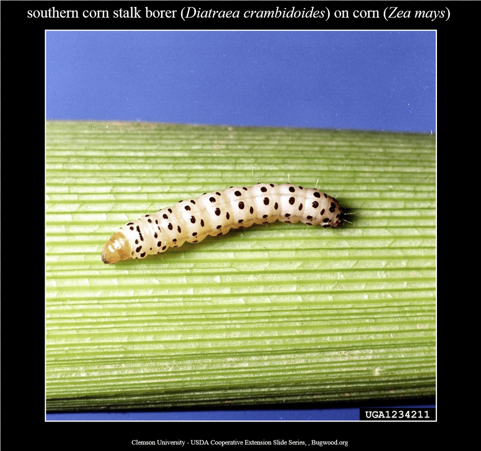 Southerncornstalkborer Larva 1 Commonstalkborer Larva Stalk Borer, Animal, Insect, Invertebrate, Worm Png Image