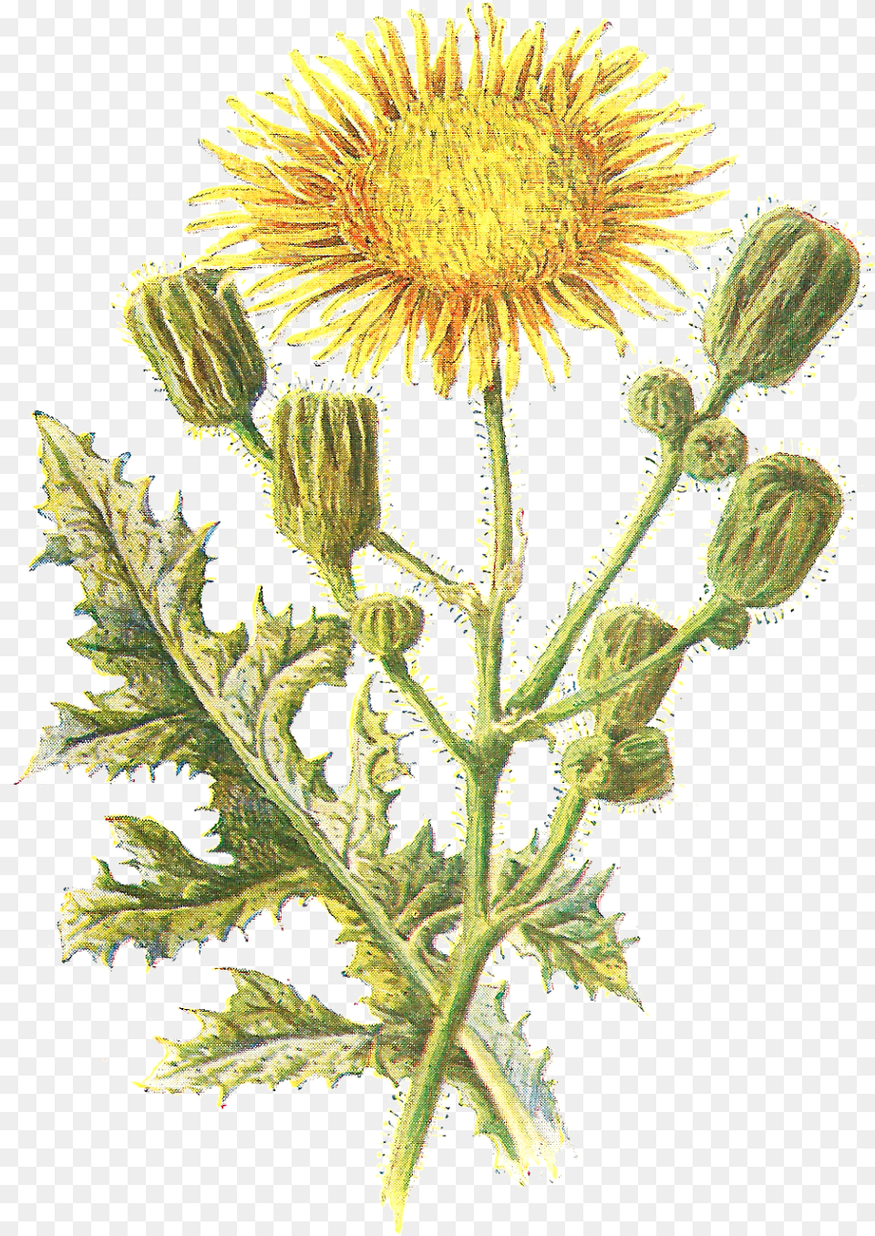 Sow Thistle, Flower, Plant Free Png