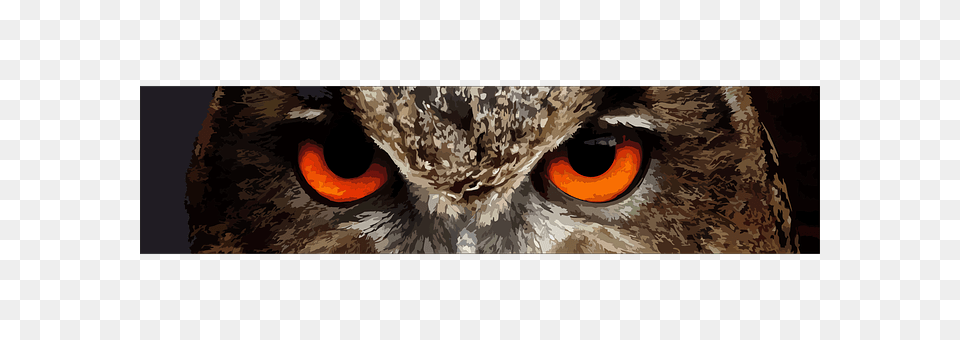 Sowa Animal, Beak, Bird, Owl Free Transparent Png