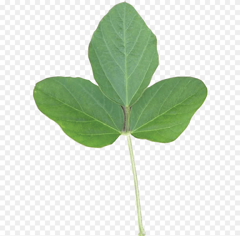 Soy Leaf, Plant, Tree Png