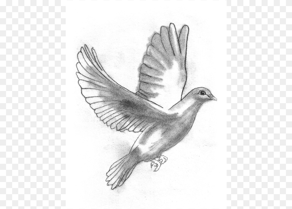 Soy Una Amiga Dijo La Paloma Sketch, Art, Drawing, Animal, Bird Free Transparent Png