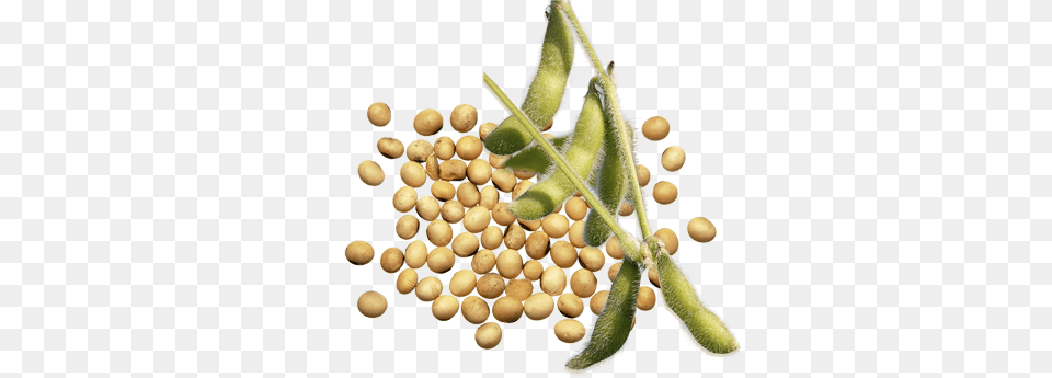 Soybean, Bean, Food, Plant, Produce Free Png Download