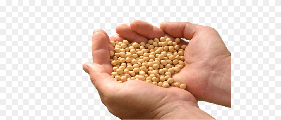 Soybean, Baby, Produce, Plant, Vegetable Png Image