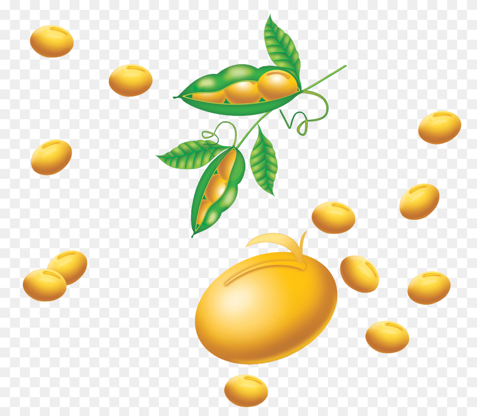 Soybean, Food, Produce, Chandelier, Lamp Free Png