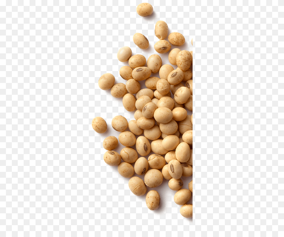 Soybean, Bean, Food, Plant, Produce Free Png Download