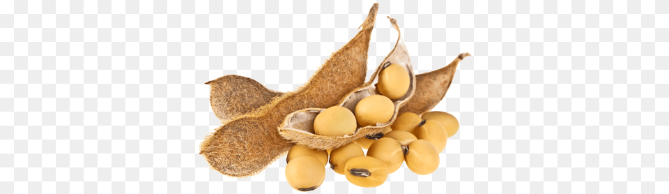 Soybean, Bean, Food, Plant, Produce Free Png Download