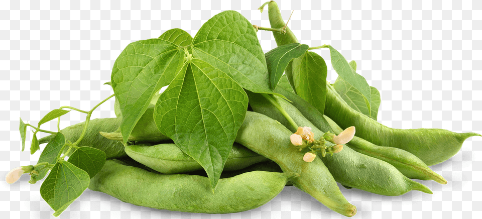 Soybean Edamame Leaves, Food, Plant, Produce, Bean Free Png