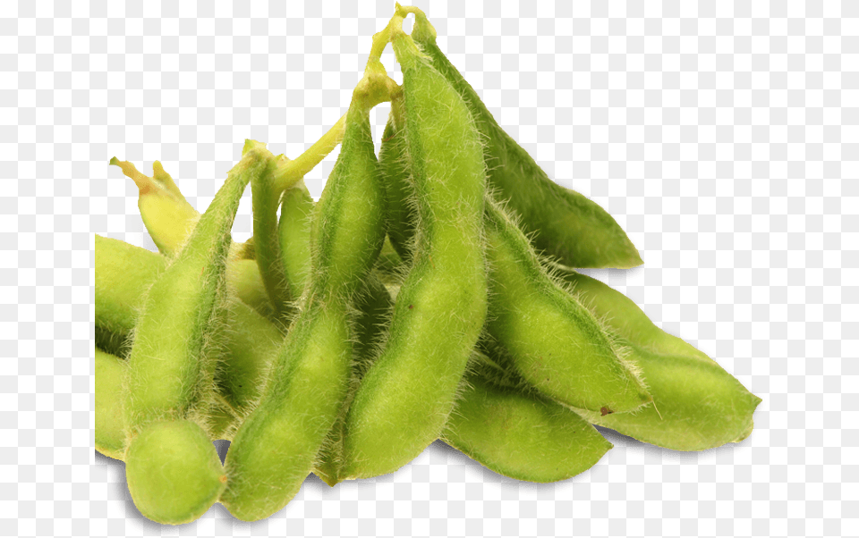 Soybean Sourcing Common Bean, Ball, Tennis Ball, Food, Plant Png Image