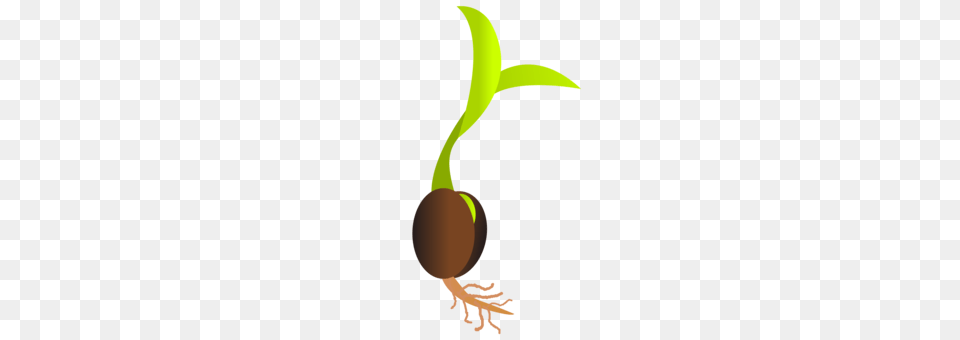 Soybean Sprout Sprouting, Food, Produce Free Transparent Png