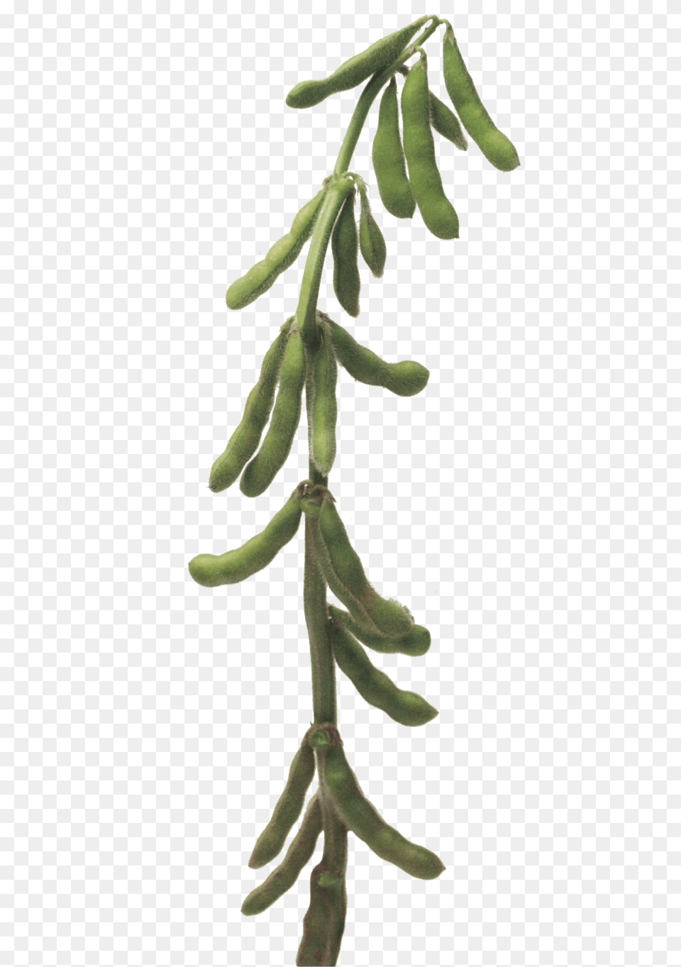 Soybean Stalk, Bean, Food, Plant, Produce Free Png