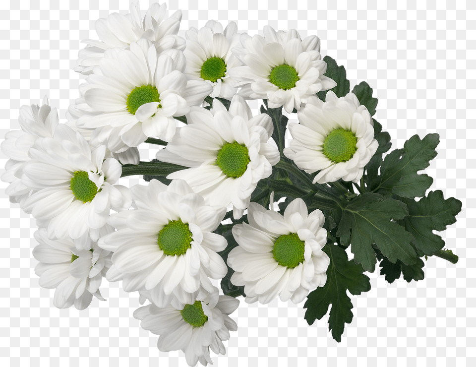 Sp My White 3d2 Oxeye Daisy, Flower, Flower Arrangement, Flower Bouquet, Plant Free Transparent Png