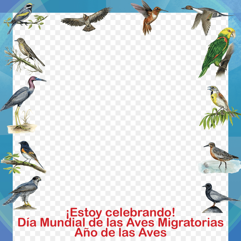 Spa A Facebook Frame Seabird, Animal, Beak, Bird, Flying Free Transparent Png