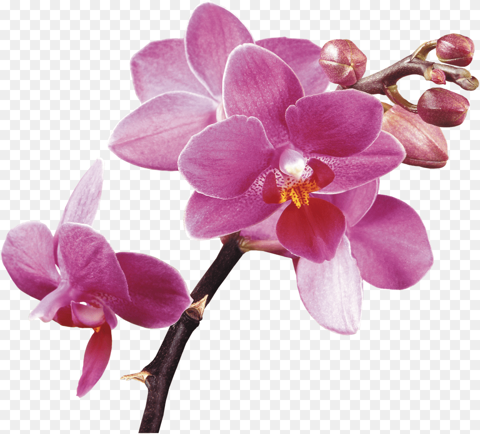 Spa Flower Orchids Hq Image Hd Orchid Flowers Background, Plant Free Png