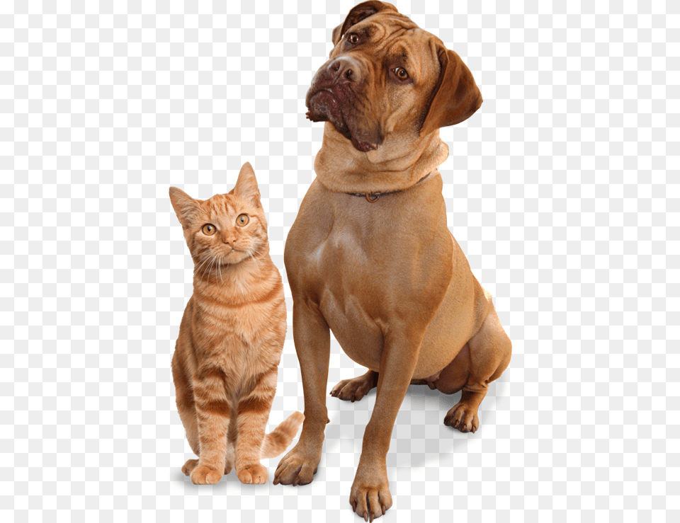 Spa Neuter Dog Cat Ginger Cat Shaped Cushion, Animal, Canine, Mammal, Pet Free Transparent Png