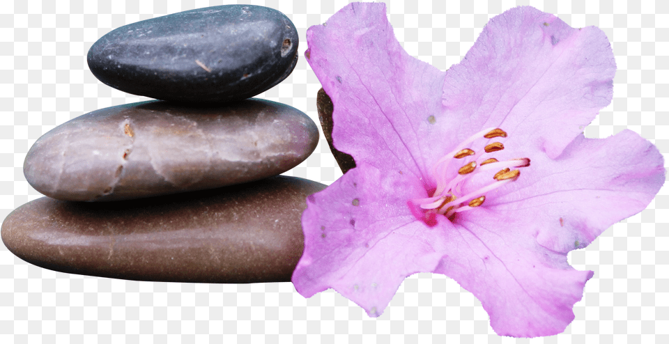 Spa Stone Transparent Image Spa With Transparent Background, Pebble, Flower, Plant, Rose Free Png Download