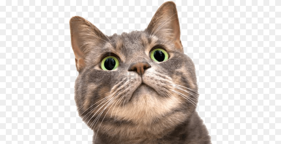 Space Cat Catpng Transparent Cat Face Transparent Background, Abyssinian, Animal, Mammal, Pet Free Png Download