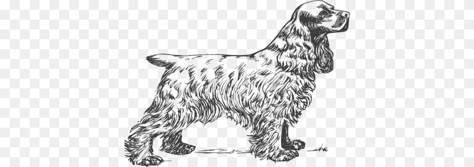 Spaniel Animal, Canine, Pet, Dog Free Transparent Png