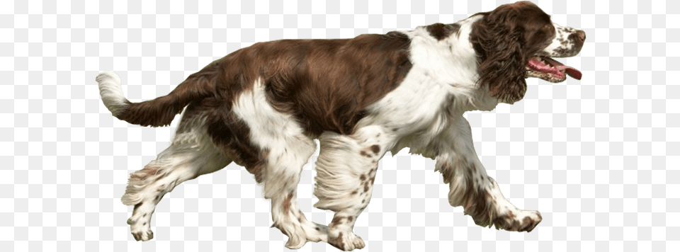 Spaniel Dog Running Images Dog Catches Something, Animal, Canine, Mammal, Pet Png