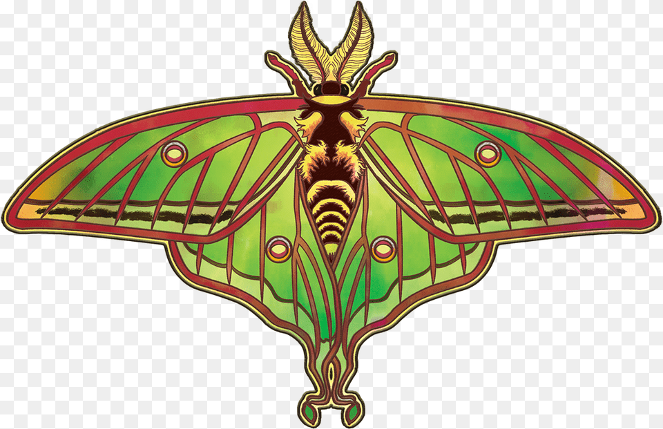 Spanish Luna Moth, Animal, Butterfly, Insect, Invertebrate Png