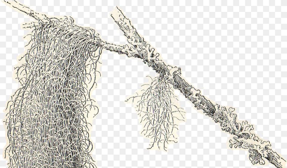 Spanish Moss Clipart, Ice, Lace, Animal, Dinosaur Free Transparent Png