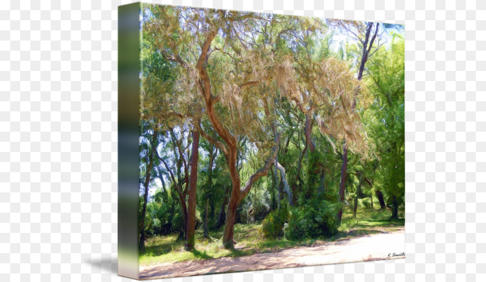 Spanish Moss Covered Tree Spanish Moss Covered Tree Oil Painting, Woodland, Vegetation, Tree Trunk, Plant Free Png Download