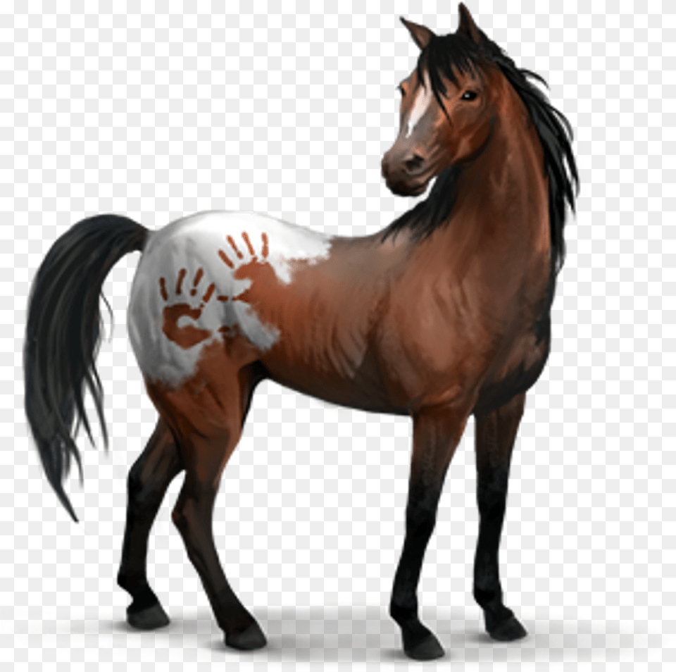 Spanish Mustang Equideow, Animal, Horse, Mammal, Stallion Free Png