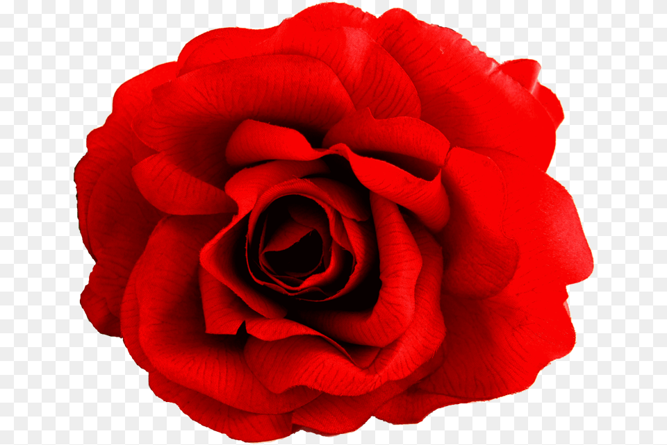 Spanish Red Flower, Plant, Rose, Petal Png Image