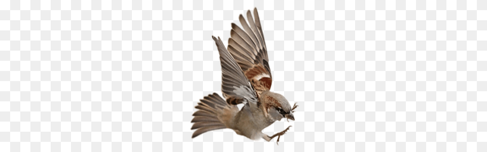 Sparrow, Animal, Bird, Finch, Fish Free Transparent Png