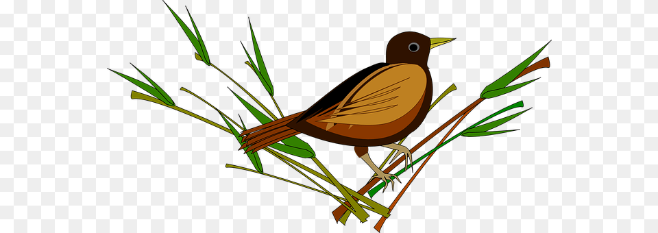 Sparrow Animal, Bird, Blackbird, Anthus Png Image