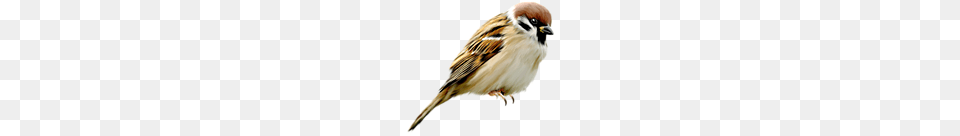 Sparrow, Animal, Bird, Person Free Png