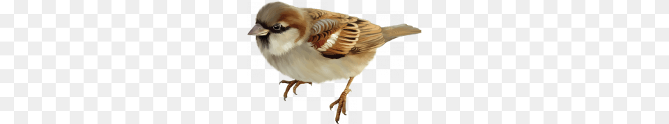Sparrow, Animal, Bird, Finch, Adult Free Transparent Png