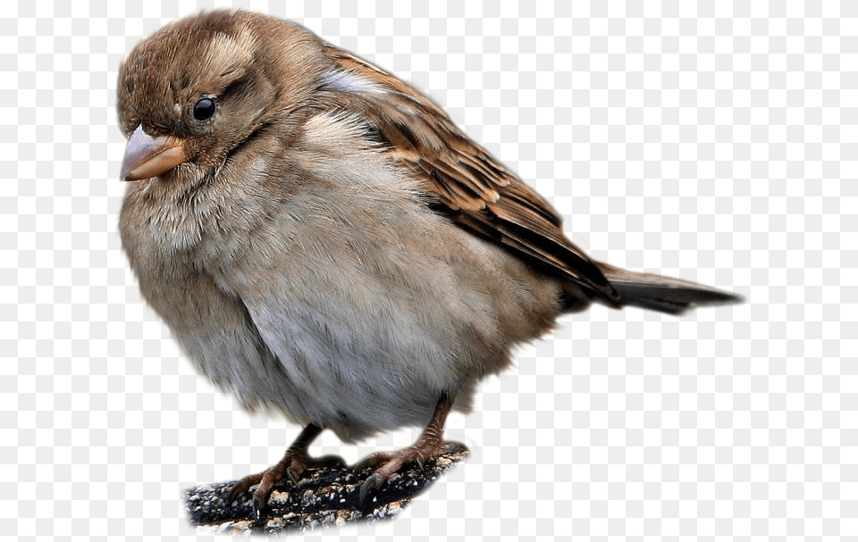 Sparrow, Animal, Bird, Finch, Anthus Png Image