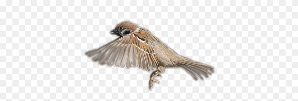 Sparrow, Animal, Bird, Finch Png