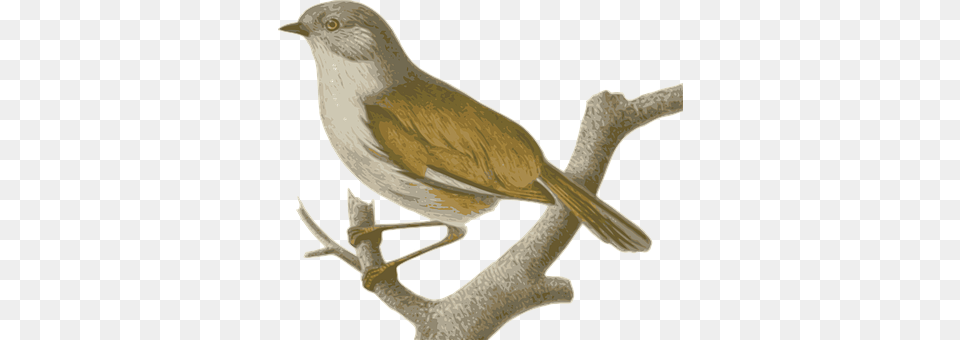 Sparrow Animal, Bird, Finch, Wren Free Png Download