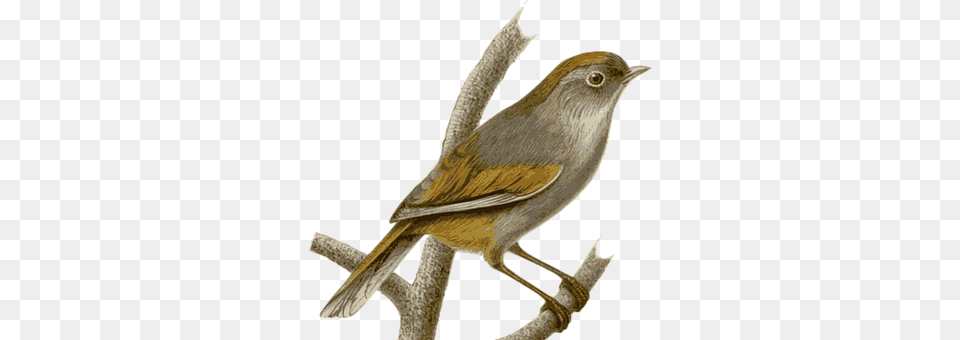 Sparrow Animal, Bird, Wren Png