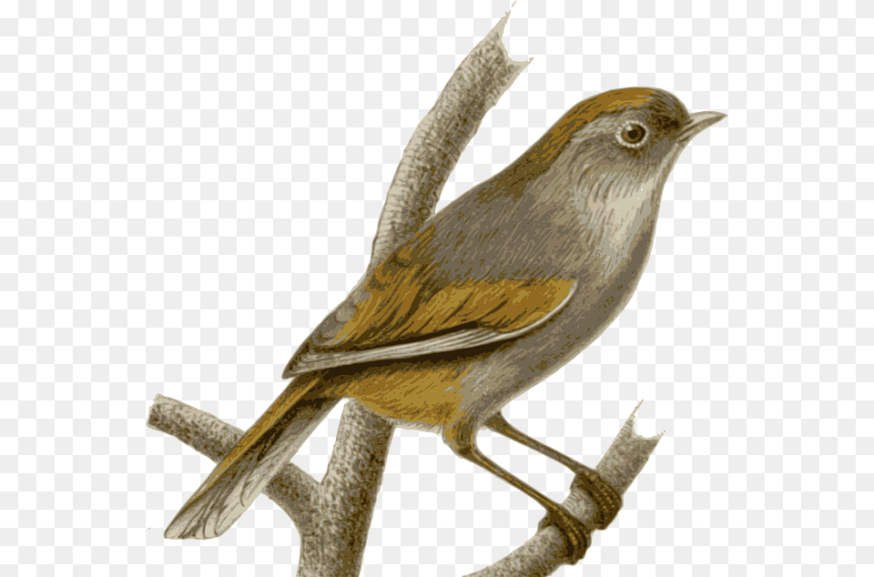 Sparrow, Animal, Bird, Wren Png Image