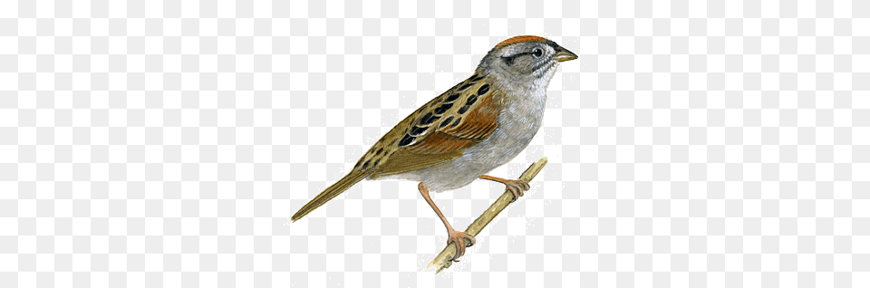 Sparrow, Animal, Anthus, Bird, Finch Free Png