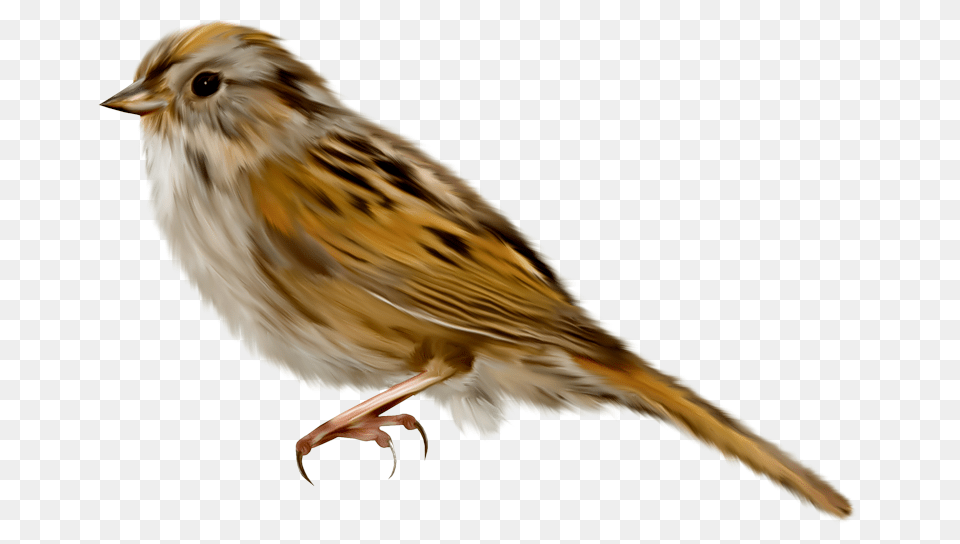 Sparrow, Animal, Anthus, Bird Free Png