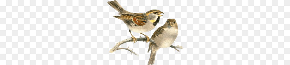 Sparrow, Animal, Bird, Finch, Anthus Free Png