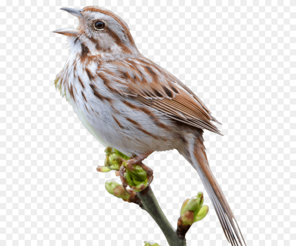 Sparrow, Animal, Anthus, Bird, Finch Png