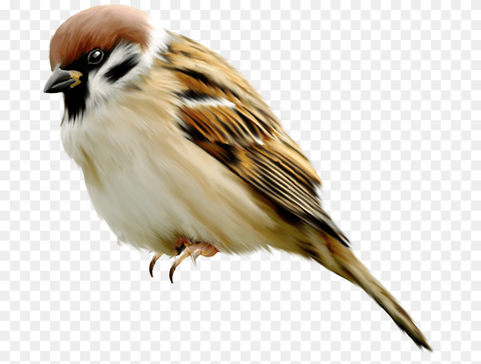 Sparrow, Animal, Bird, Finch Free Png Download