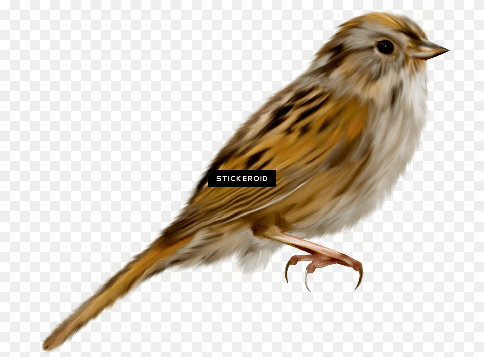 Sparrow, Animal, Anthus, Bird, Finch Free Png