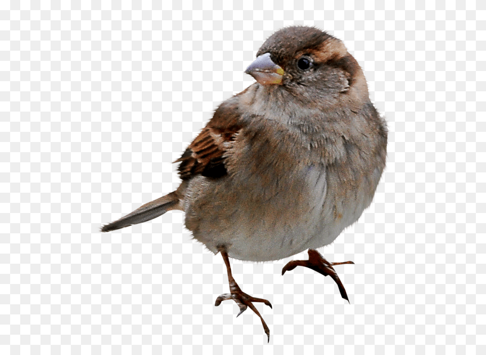 Sparrow, Animal, Bird, Finch, Anthus Png