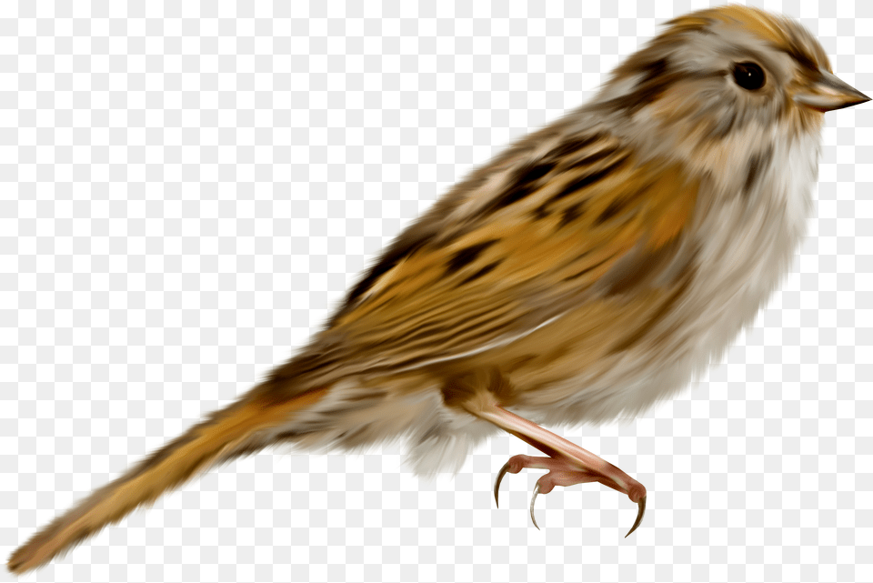 Sparrow, Animal, Anthus, Bird Free Png